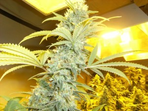 Bud of the Day